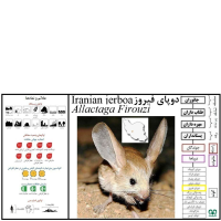 گونه دوپای فیروز Iranian jerboa